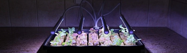 LED grow lights for seedlings